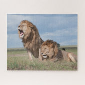 Lazy Lion Brothers op de Savannah Legpuzzel (Horizontaal)