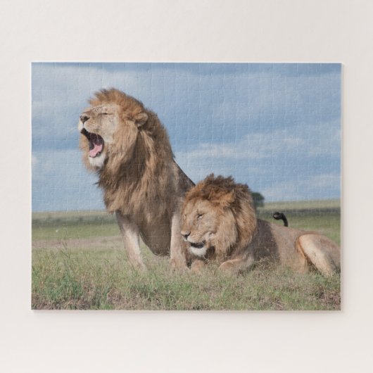 Lazy Lion Brothers op de Savannah Legpuzzel (Horizontaal)