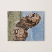 Lazy Lion Brothers op de Savannah Legpuzzel (Horizontaal)