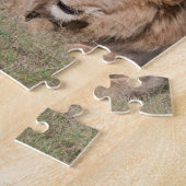 Lazy Lion Brothers op de Savannah Legpuzzel (Zijkant)