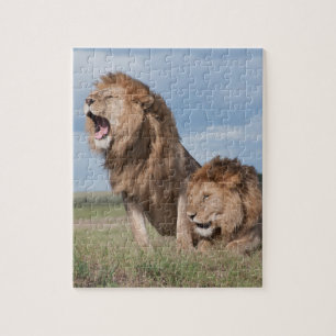 Lazy Lion Brothers op de Savannah Legpuzzel