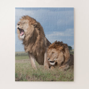 Lazy Lion Brothers op de Savannah Legpuzzel