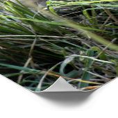 Lazy Lion Poster (Hoek)