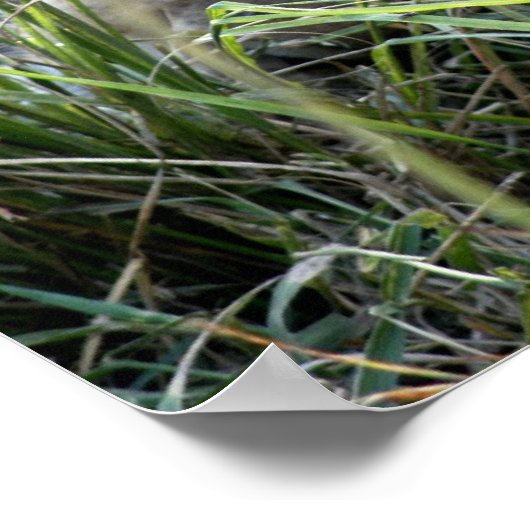 Lazy Lion Poster (Hoek)