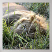 Lazy Lion Poster (Voorkant)