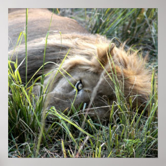 Lazy Lion Poster