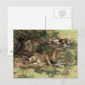 Lazy Lions Briefkaart (Voorkant / Achterkant)