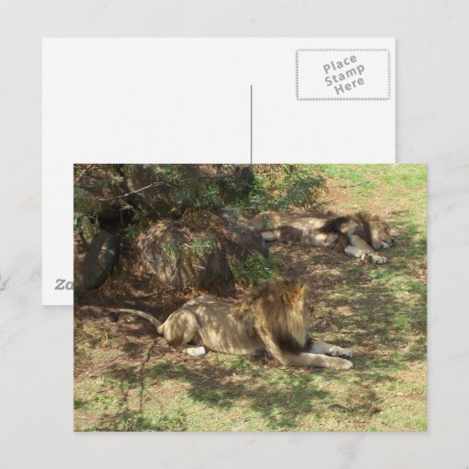 Lazy Lions Briefkaart (Voorkant / Achterkant)