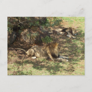 Lazy Lions Briefkaart