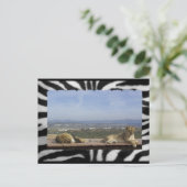 Lazy Lions Briefkaart (Staand voorkant)