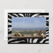 Lazy Lions Briefkaart (Voorkant / Achterkant)