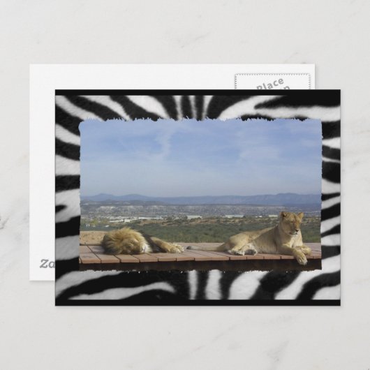 Lazy Lions Briefkaart (Voorkant / Achterkant)