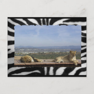 Lazy Lions Briefkaart