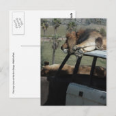 Lazy Lions Briefkaart (Voorkant / Achterkant)