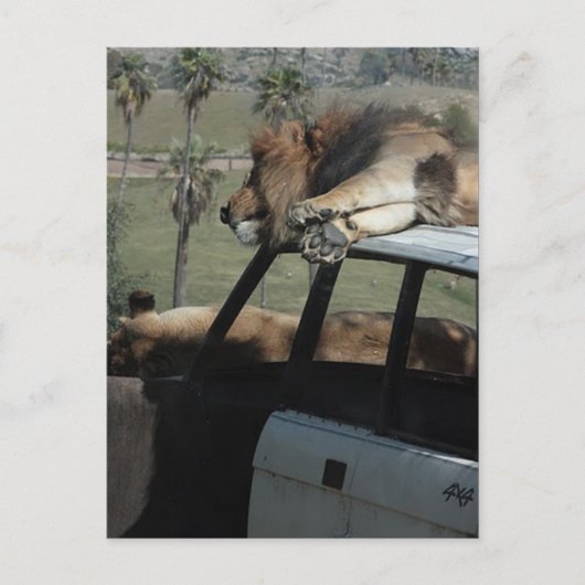 Lazy Lions Briefkaart (Voorkant)