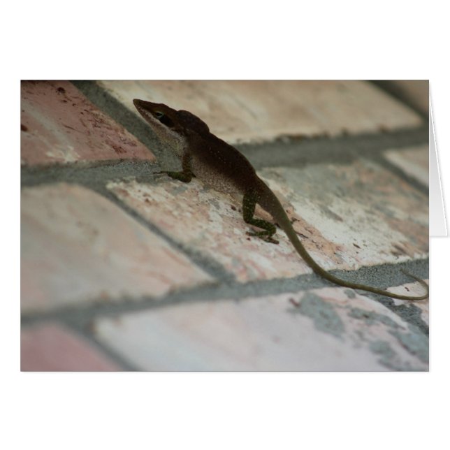 Lazy Lizard (Voorkant Horizontaal)