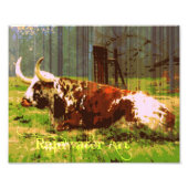 Lazy Longhorn Foto Afdruk (Voorkant)