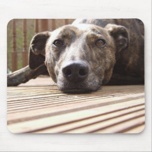 Lazy Lurcher Muismat