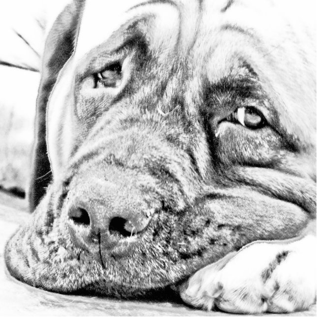 Lazy Mastiff Fotobeeldje Magneet (Voorkant)