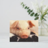 Lazy Piglet Briefkaart (Staand voorkant)
