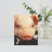 Lazy Piglet Briefkaart (Staand voorkant)