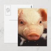 Lazy Piglet Briefkaart (Voorkant / Achterkant)