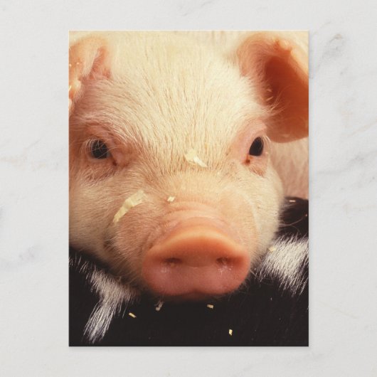Lazy Piglet Briefkaart (Voorkant)