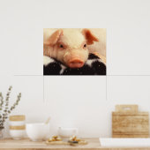 Lazy Piglet Poster (Keuken)