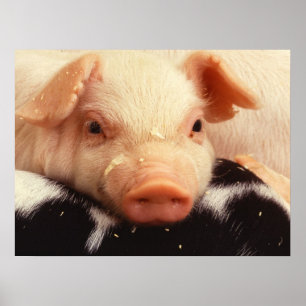 Lazy Piglet Poster