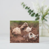 Lazy Pigs in Mud Briefkaart (Staand voorkant)