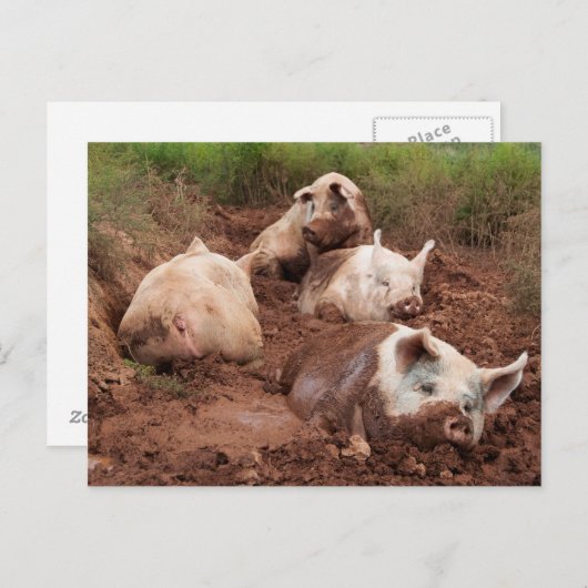 Lazy Pigs in Mud Briefkaart (Voorkant / Achterkant)