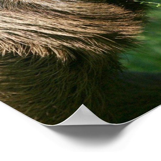 Lazy Sloth Poster (Hoek)