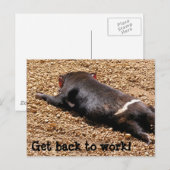 Lazy Tassie Devil Briefkaart (Voorkant / Achterkant)