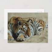 Lazy Tiger Stunning Big Cat Foto Briefkaart (Voorkant / Achterkant)