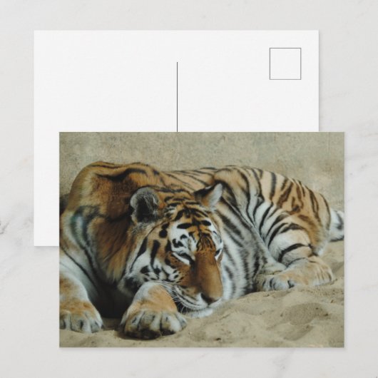 Lazy Tiger Stunning Big Cat Foto Briefkaart (Voorkant / Achterkant)