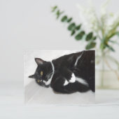 Lazy tuxedo cat briefkaart (Staand voorkant)