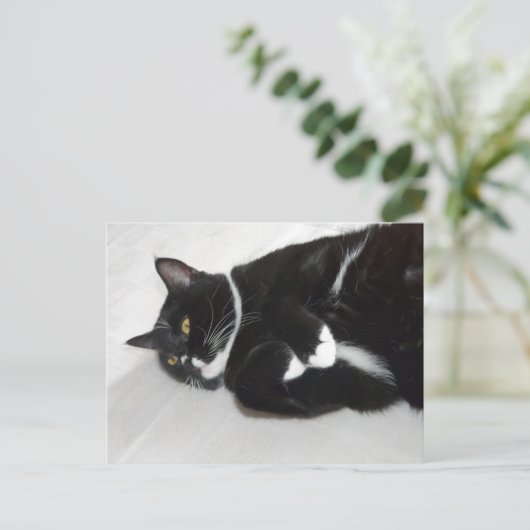 Lazy tuxedo cat briefkaart (Staand voorkant)