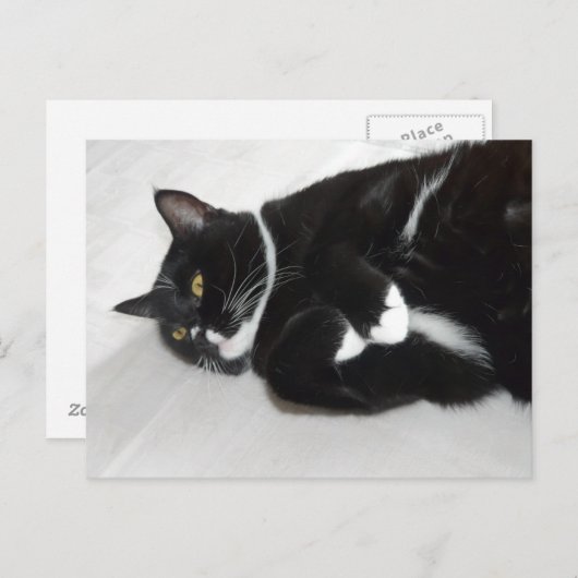Lazy tuxedo cat briefkaart (Voorkant / Achterkant)