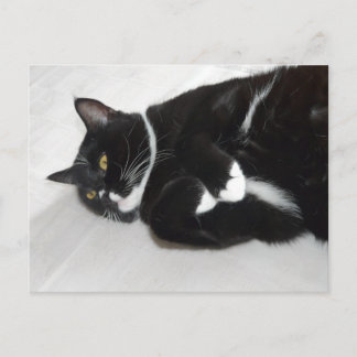 Lazy tuxedo cat briefkaart