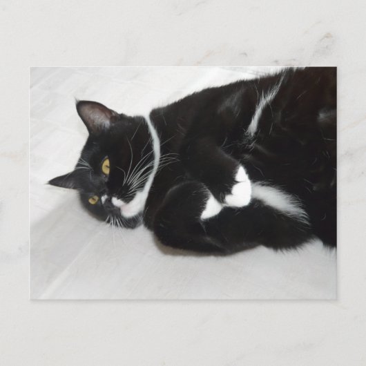 Lazy tuxedo cat briefkaart (Voorkant)