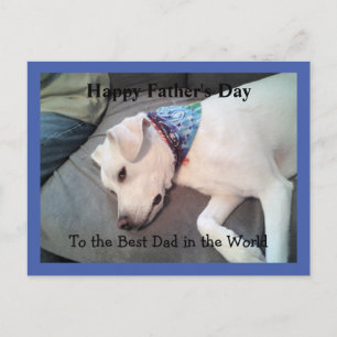 Lazy White Dog Wearing Colorful Scarf Cute Blue Briefkaart