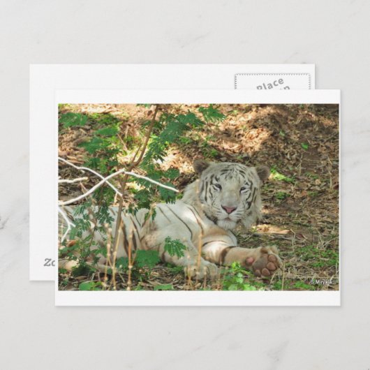Lazy White Tiger Briefkaart (Voorkant / Achterkant)