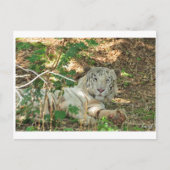 Lazy White Tiger Briefkaart (Voorkant)