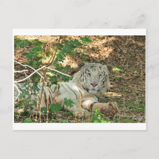 Lazy White Tiger Briefkaart (Voorkant)
