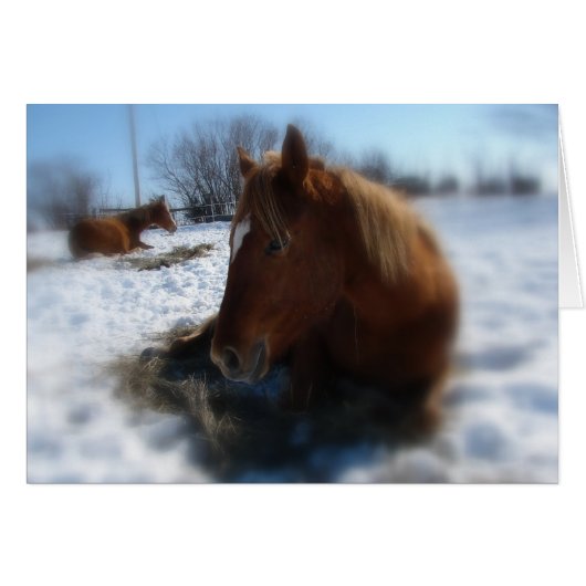 Lazy Winter Day (Voorkant Horizontaal)