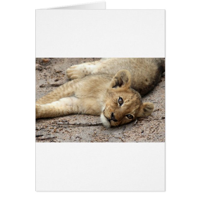 Lazylion cub (Voorkant)