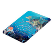 ldp SANTA CATALINA Island - Californië - haven Magneet (Linkerzijde)