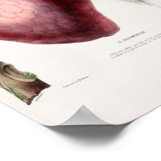 Le Cachimentier  Strawberry Flore D Ameriqu Poster (Hoek)