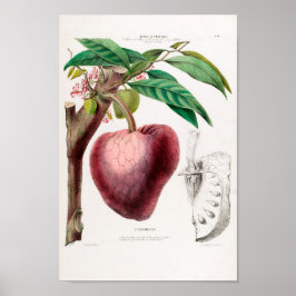Le Cachimentier  Strawberry Flore D Ameriqu Poster