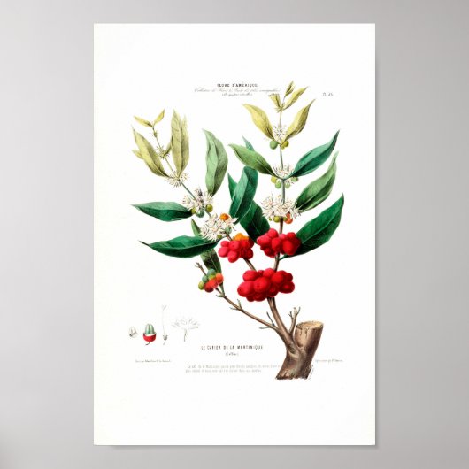 Le Cafier Martinique Red Berries White Petals Poster (Voorkant)